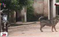 Hà Nội sẽ không bắt tiêu hủy toàn bộ chó thả rông