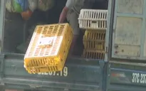 Hà Tĩnh: Tiêu hủy 150kg gà không rõ nguồn gốc