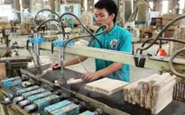 Xuất khẩu dăm gỗ gặp khó vì thuế tăng