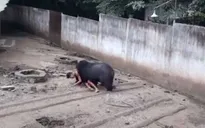 Nhử mồi trêu gấu, người đàn ông bị gấu tấn công nghiêm trọng
