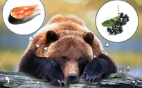 Gấu chuyển sang ăn trái cây do biến đổi khí hậu