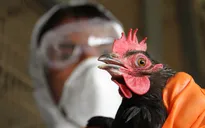 Trung Quốc: Tỉnh Tứ Xuyên phát hiện thêm 2 ca lây nhiễm virus H7N9