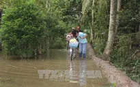 Bến Tre: Triều cường cao nhất trong nhiều năm qua