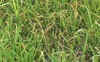 Hà Tĩnh cấp lúa giống cho vùng bị thiệt hại do bệnh đạo ôn