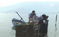 TT-Huế: Người nuôi thủy sản gặp khó vì chậm trễ bồi thường