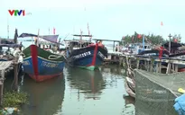 Cá nóc nhiều bất thường ở biển miền Trung