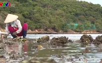 Chiêm ngưỡng vẻ đẹp của biển cạn ở Nhất Tự Sơn, Phú Yên