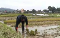 Bình Định hỗ trợ 1.400 tấn lúa giống vụ Đông Xuân