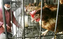 Trung Quốc phát hiện thêm các trường hợp nhiễm H7N9