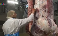 Quy trình theo dõi chất lượng thịt bò tại Vương quốc Bỉ