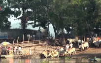An Giang: Buôn lậu trâu bò qua biên giới vẫn diễn ra