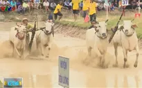 Khoảng 10.000 người tham dự lễ hội đua bò Bảy Núi, An Giang