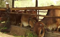 Nông dân Đồng Tháp thấp thỏm vì bò giống không chịu đẻ