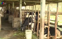 Giá sữa bấp bênh, nông dân chuyển sang nuôi bò thịt