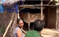 Bộ đội biên phòng Sóc Trăng hỗ trợ bò cho hộ Khmer nghèo