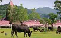 Nhật Bản đầu tư nuôi bò Kobe tại Quảng Bình