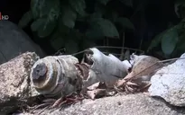 Phát hiện hàng trăm quả bom bi tại Quảng Ngãi