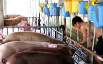 Bến Tre: Xử phạt hành chính cơ sở bơm nước vào lợn