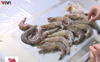 Triệt phá cơ sở bơm tạp chất vào tôm chết ở Hà Nội