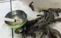 Bắt quả tang 3 cơ sở kinh doanh bơm tạp chất vào tôm