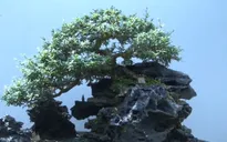 Bonsai mini - Nét mới ở làng hoa Sa Đéc, Đồng Tháp