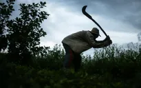Sốc với tình trạng "nô lệ thời hiện đại" ở Brazil