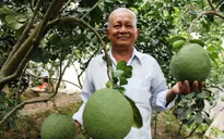 Bưởi da xanh tăng giá mạnh