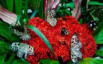 Độc đáo vườn bươm bướm trên đảo Hoa Lan ở Nha Trang