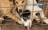 Thái Lan nỗ lực ngăn chặn nạn buôn lậu chó