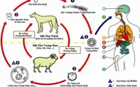 Hướng dẫn phòng và điều trị bệnh giun đũa chó mèo