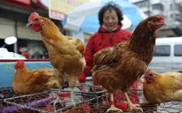 Giá thịt gà "gặp họa" vì dịch cúm H7N9