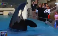 Công viên Sea World dừng show diễn cá voi do chỉ trích của dư luận