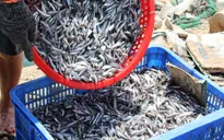 Quảng Trị: Cá cơm đầu năm được giá