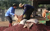 Giá cà phê lên mức cao nhất trong vòng 6 năm qua