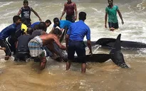 Sri Lanka giải cứu 20 con cá voi mắc kẹt