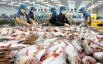 Giải pháp cho thị trường cá tra