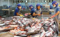 Xuất khẩu cá tra sang Mỹ và EU đang lao dốc