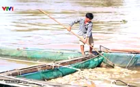 300 tấn cá lồng bị chết do bão số 12