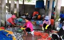 Cận cảnh quy trình ngâm cá bằng... thuốc tẩy giun động vật