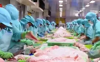 Kiểm soát sản phẩm cá da trơn - Giải pháp tối ưu để xuất khẩu sang Mỹ