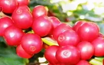 Việt Nam có trở thành nước xuất khẩu cà phê hàng đầu thế giới?