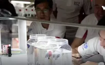 Độc đáo cuộc thi sắc đẹp dành cho cá ở Singapore