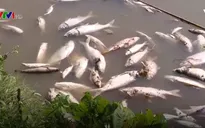 Cá chết bất thường tại huyện Đông Anh (Hà Nội)