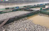 Cá lồng nuôi ở Thừa Thiên - Huế chết hàng loạt do nguồn nước bị thay đổi