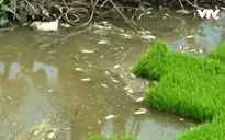 Đồng Tháp: Cá chết trắng đồng vì thuốc diệt ốc bươu vàng