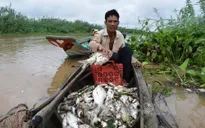 Cá chết hàng loạt ở thượng nguồn sông Sài Gòn
