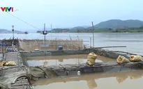 Các hộ dân có cá chết do xả lũ Hòa Bình sẽ được hỗ trợ