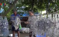 Nông dân miền Tây bội thu cá đồng