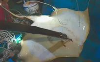 Chuyện Biển, chuyện Người (Săn cá đuối, 8h45 thứ bảy, 23/9)