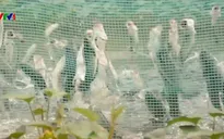 Chấn chỉnh kinh doanh du lịch tại quận Bình Thủy, Cần Thơ